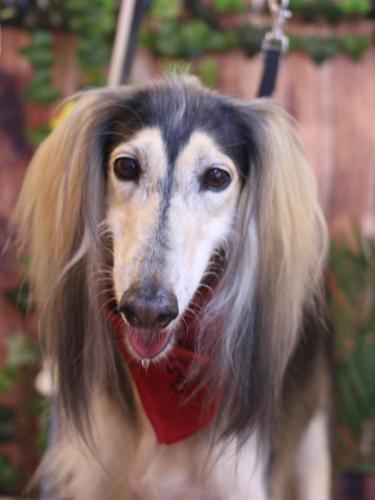 20230827シリウスくん